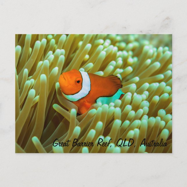Cute Clownfish Postcard (Front)