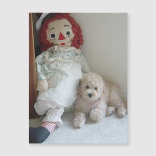 Cute Cockapoo Puppy Dog & Rag Doll Photo