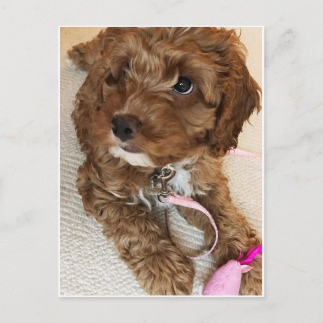 Cute Cockapoo Puppy Postcard (Front)