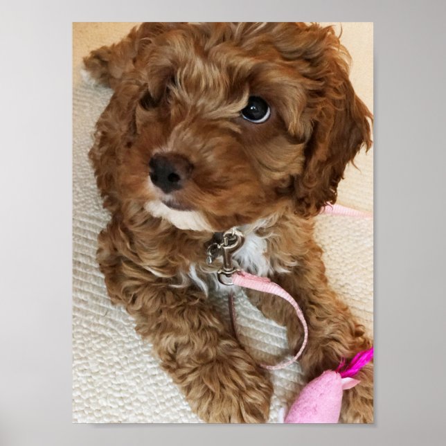 Cute Cockapoo Puppy Poster (Front)
