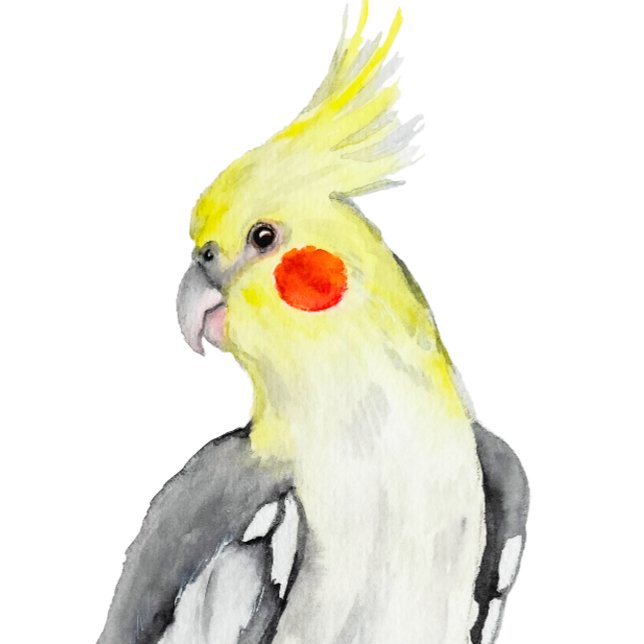 Cute Cockatiel Watercolor Parrot.  Square Sticker (Creator Uploaded)