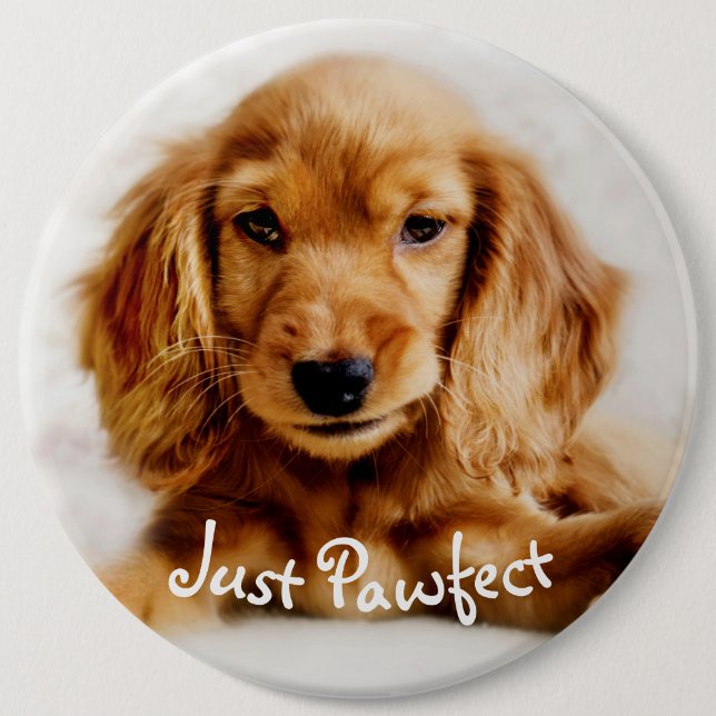 Cute Cocker Spaniel Dog Badge/Pin 6 Inch Round Button (Front)