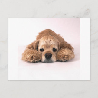 Cute Cocker Spaniel Postcard