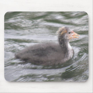 Cute Coot Chick on Choppy Waters Mousepad