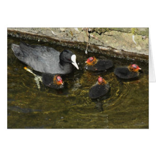 Cute Coots