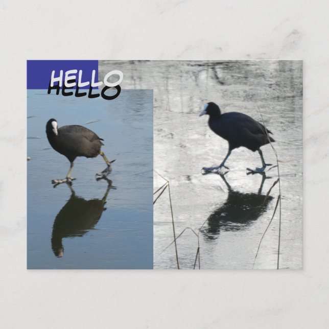 Cute Coots on Ice Cust. Carte postale HELLO (Devant)