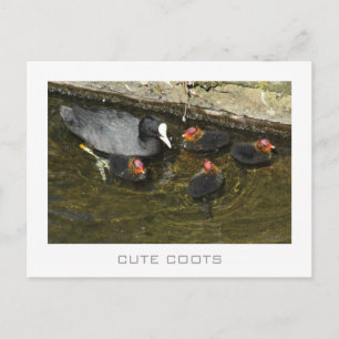 Cute Coots Postcard