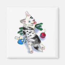 Cute Corgi blue merle