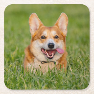Cute Corgi Playing in the Grass Square Paper Coaster