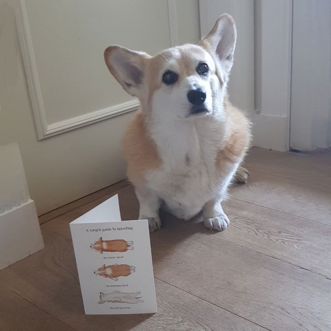 Cute corgi puppy guide to splooting card (Hattie modelling 'A corgi's guide to splooting')