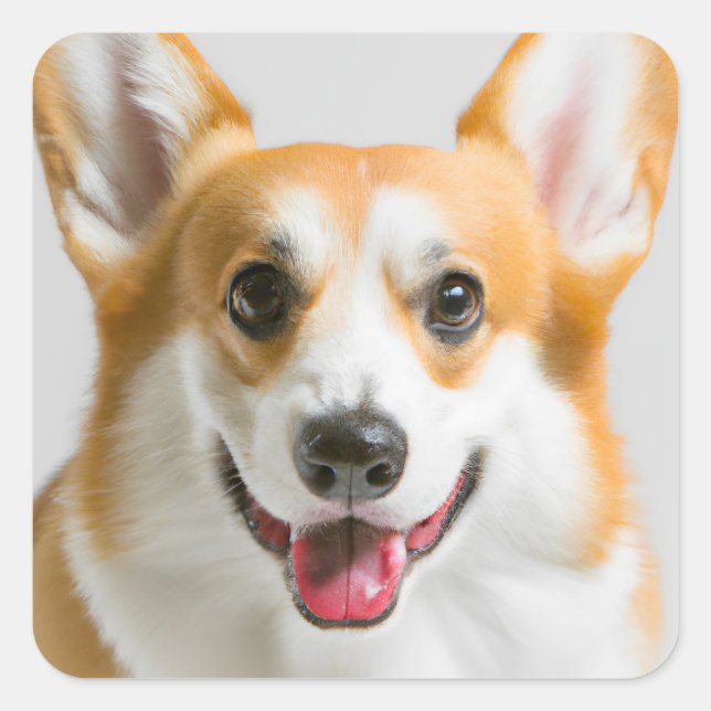Cute Corgi Square Sticker (Front)