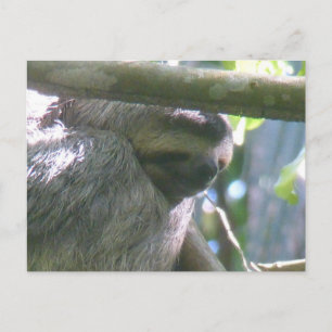 Cute Costa Rica Sloth Close Up DIY Postcard