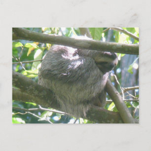 Cute Costa Rica Sloth DIY Postcard