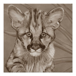cute cougar kitten big cat wildlife painting art poster