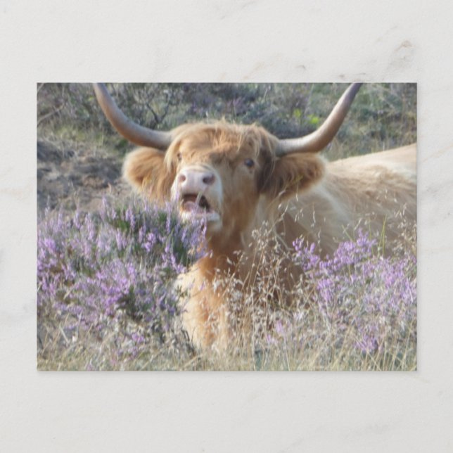Cute Cow Close Up DIY Postcard (Front)
