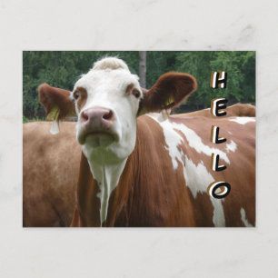 Cute Cow Cust. Hello Postcard
