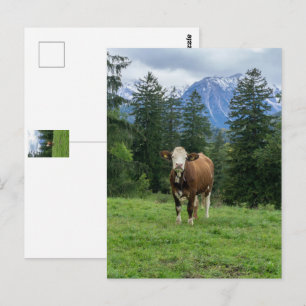 Cute cow in Allgaeu - Bavaria, Germany Postcard