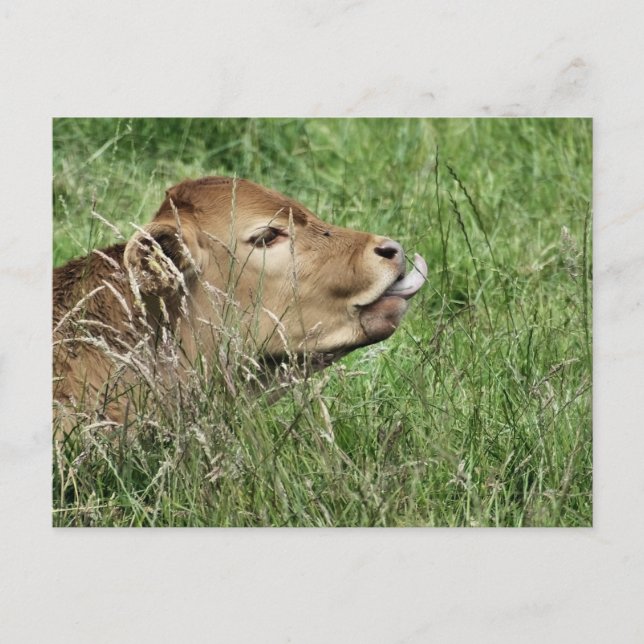 CUTE COW POSTCARD (Front)