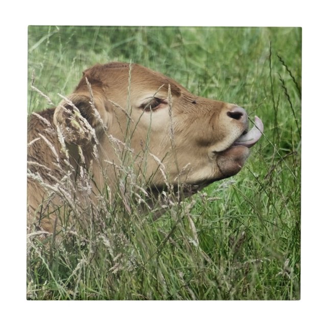 CUTE COW TILE (Front)