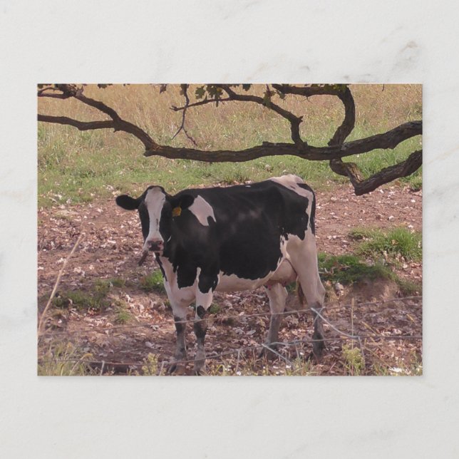 Cute Cow under Tree Postcard (Front)