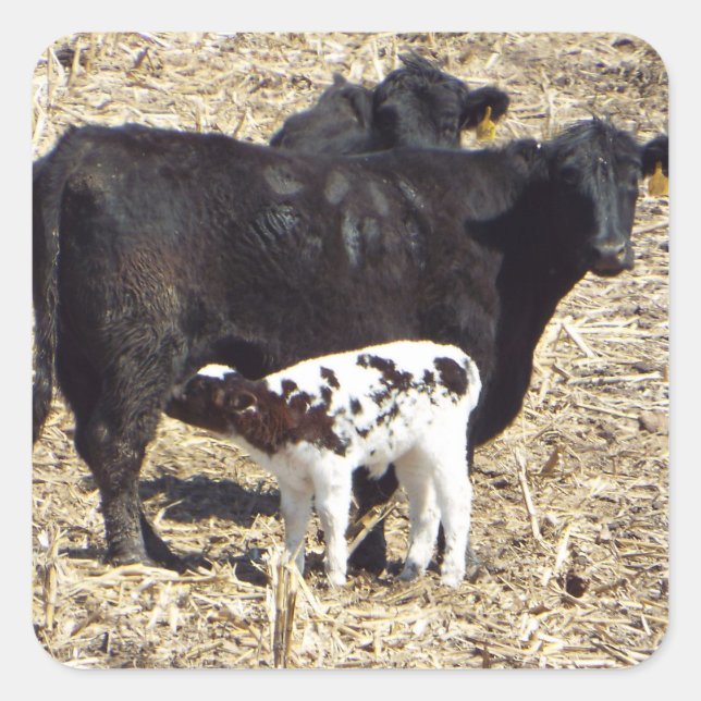 Cute Cows and Baby Calf Nursing Sticker (Front)