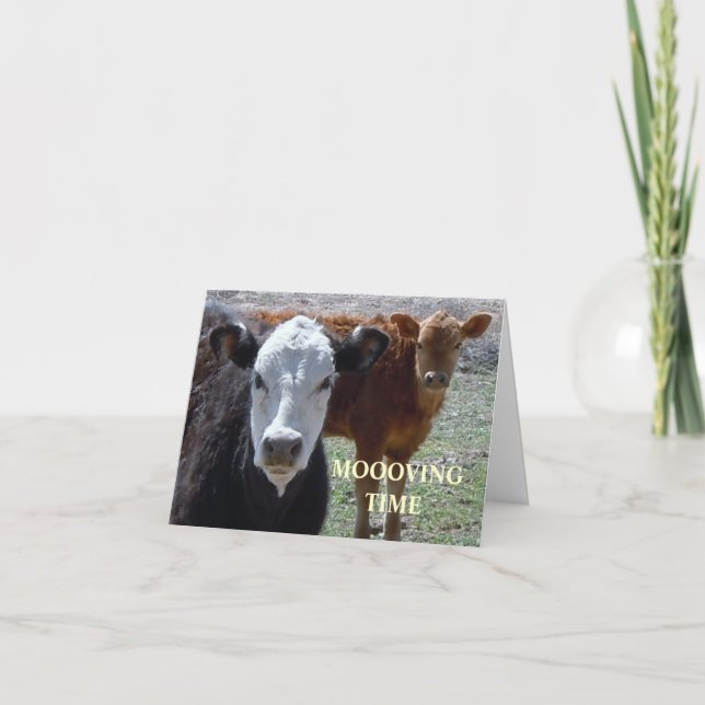 Cute Cows - Western Change of Address Announcement (Front)