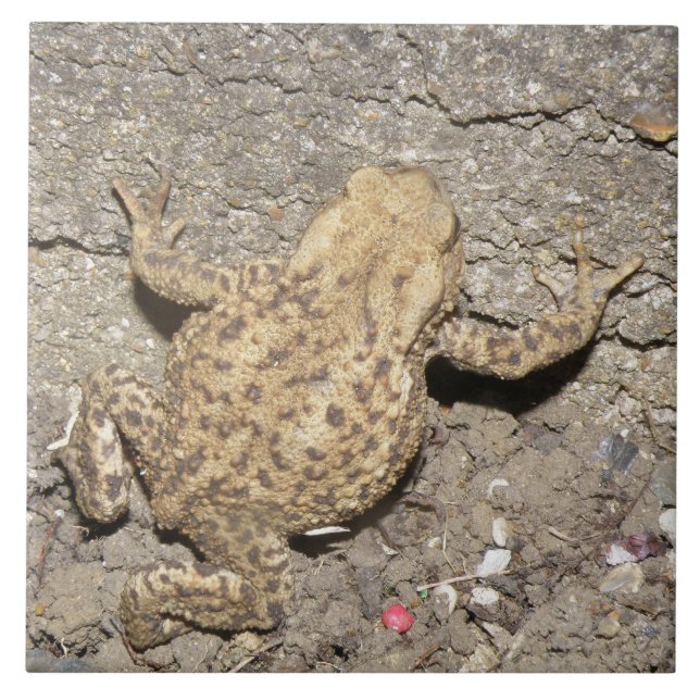 Cute Crawling Toad Tile (Front)
