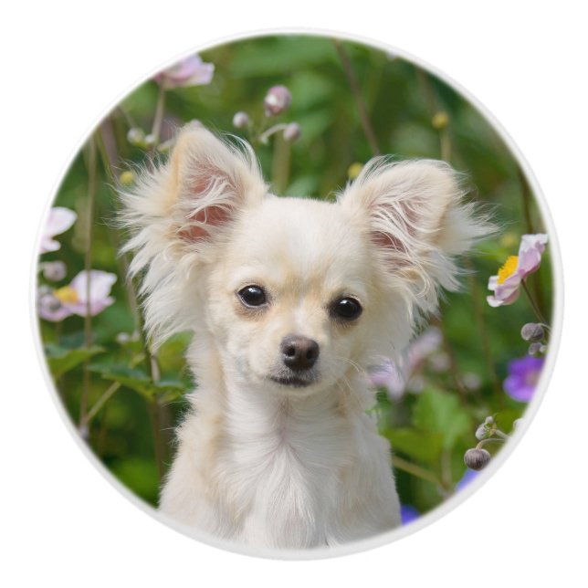 Cute cream Chihuahua Dog Puppy Photo - Ceramic Knob (Front)