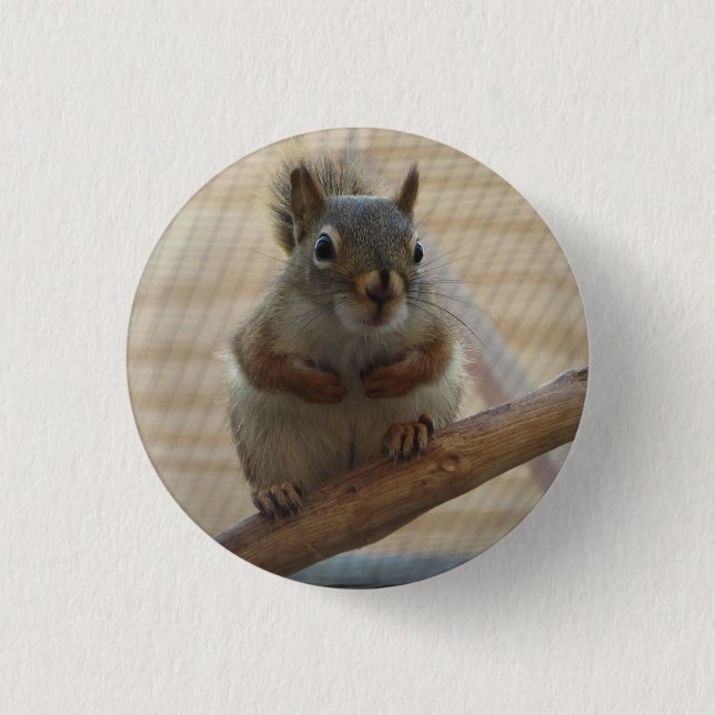 Cute Crouching Squirrel on Branch 1 Inch Round Button (Front)