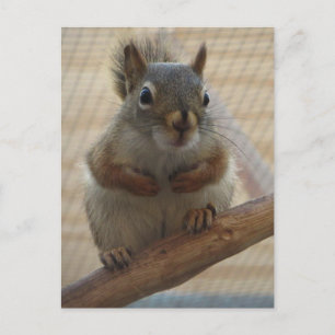 Cute Crouching Squirrel on Branch Postcard