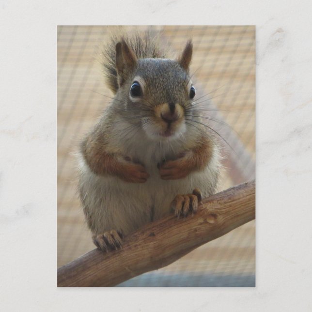 Cute Crouching Squirrel on Branch Postcard (Front)