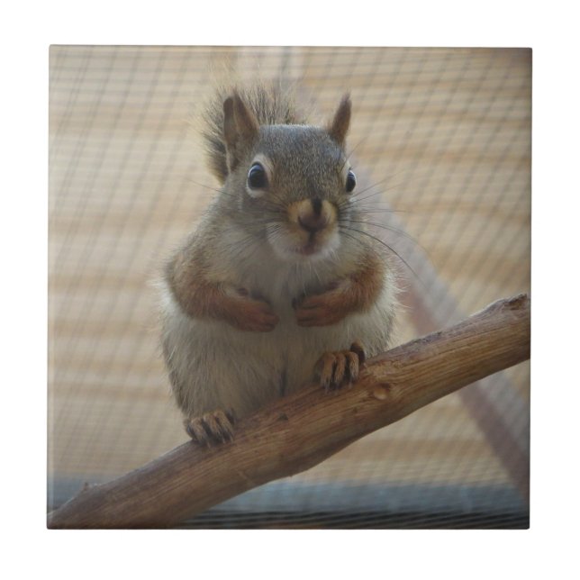 Cute Crouching Squirrel on Branch Tile (Front)