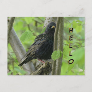 Cute Croûte À L'Étiquette. Carte postale HELLO