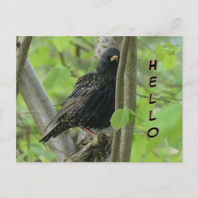Cute Croûte À L'Étiquette. Carte postale HELLO (Devant)