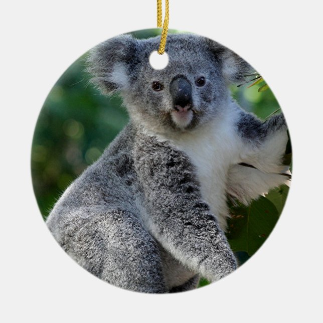 Cute cuddly Australian koala Ceramic Ornament (Front)