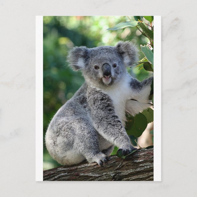 Cute cuddly Australian koala Postcard (Front)
