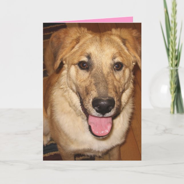 Cute, Cuddly, & Available - Dog Lover Valentine Holiday Card (Front)