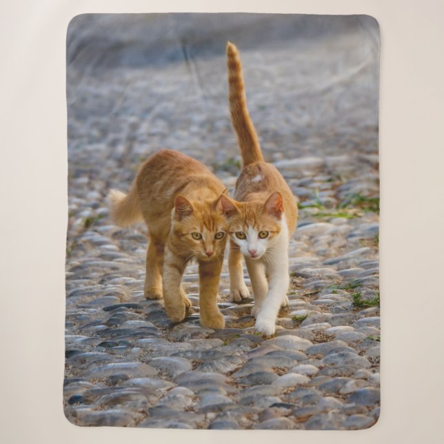 Cute Cuddly Cats Kittens Friends Stony Path Photo Sherpa Blanket (Front)