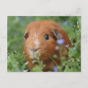 Cute cuddly ginger guinea pig outside on grass postcard