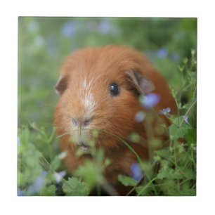 Cute cuddly ginger guinea pig outside on grass tile