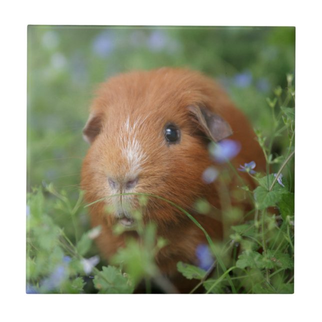 Cute cuddly ginger guinea pig outside on grass tile (Front)