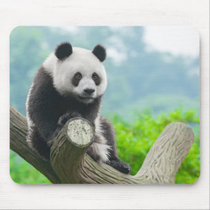 Cute Cuddly Panda Bear Sitting on a Tree Branch Mouse Pad