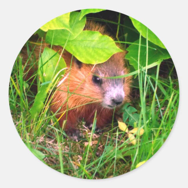 Cute Curious Baby Groundhog Woodchuck Classic Round Sticker (Front)