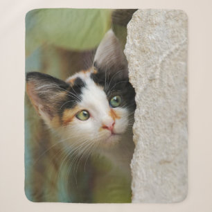 Cute Curious Cat Kitten Prying Eyes Head Photo Pet Sherpa Blanket