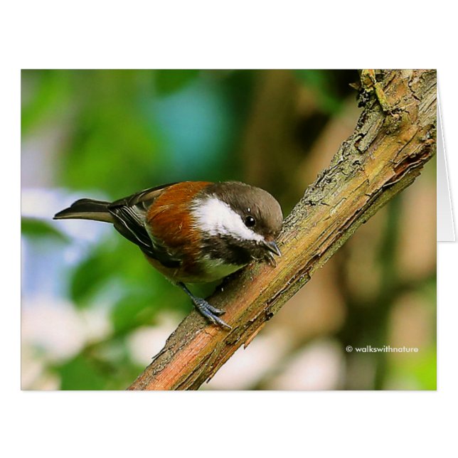 Cute Curious Chestnut-Backed Chickadee Songbird (Front Horizontal)