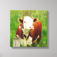 Cute Curious Cow 4Carrie