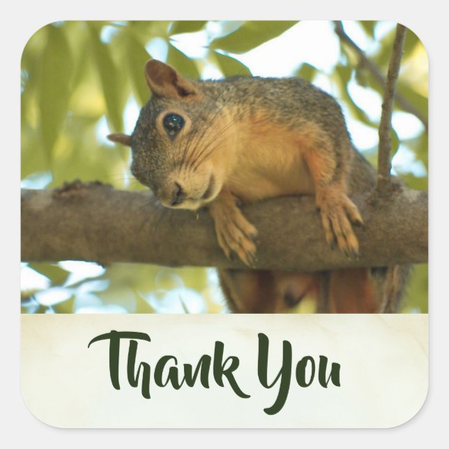 Cute & Curious Squirrel Nature Photo - Thank You Square Sticker (Front)