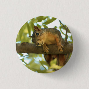 Cute & Curious Squirrel Nature Photography 1 Inch Round Button