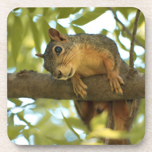 Cute & Curious Squirrel Nature Photography Coaster (Front)