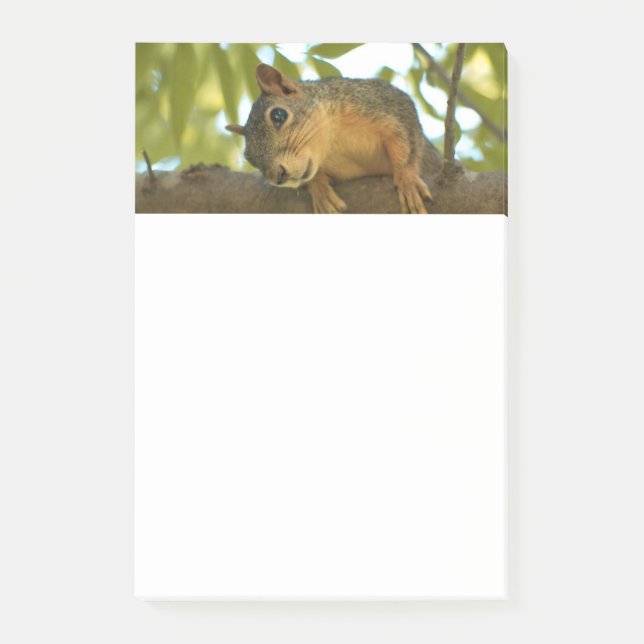 Cute & Curious Squirrel Nature Photography Post-it Notes (Front)